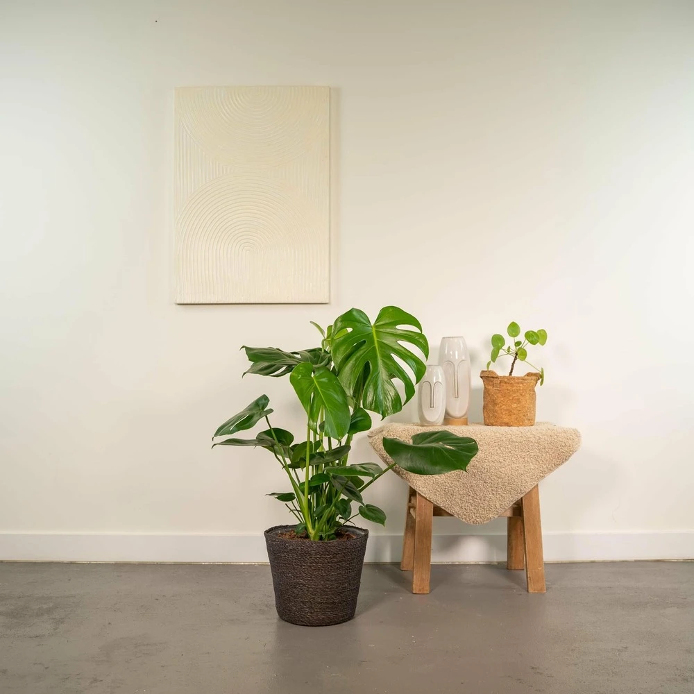 Delicious Monstera Et Son Panier Noir - H80cm, ø21cm - Plante D'intérieur 2 Delicious Monstera Et Son Panier Noir - H80cm, ø21cm - Plante D'intérieur – Image 2
