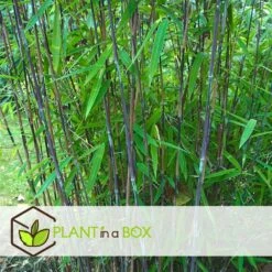 Set De 2 Bamboo "fargesia Nitida Gansu" - Pot ⌀17cm - H50-70cm (hauteur Pot In -Karch Jardin Magasin 62d1061fb9aea0.25198330