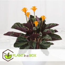 Calathea Crocata Tassmania - Pot ⌀14cm - H.40-50cm (hauteur Pot Incluse) -Karch Jardin Magasin 6319dcdb341ff6.87274987