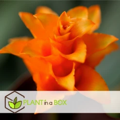 Calathea Crocata Tassmania - Pot ⌀14cm - H.40-50cm (hauteur Pot Incluse) -Karch Jardin Magasin 6319dcdb3ed331.85501748