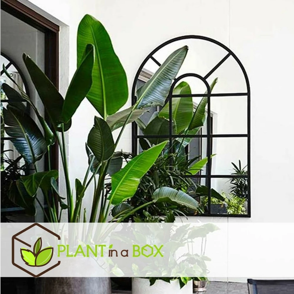 Strelitzia Nicolai Dans Panier- Pot ⌀17cm - H.55-70cm (hauteur Pot Incluse) 2 Strelitzia Nicolai Dans Panier- Pot ⌀17cm - H.55-70cm (hauteur Pot Incluse) – Image 2