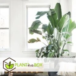 Strelitzia Nicolai Dans Panier- Pot ⌀17cm - H.55-70cm (hauteur Pot Incluse) 7 Strelitzia Nicolai Dans Panier- Pot ⌀17cm - H.55-70cm (hauteur Pot Incluse) -Karch Jardin Magasin 631a34c70b7492.89645456