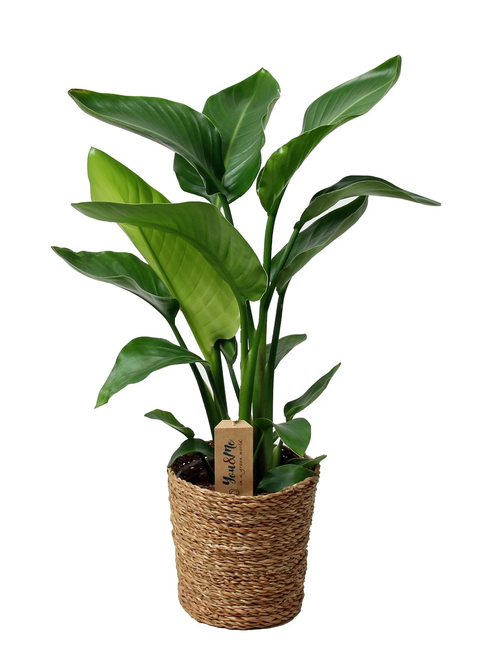 Strelitzia Nicolai Dans Panier- Pot ⌀17cm - H.55-70cm (hauteur Pot Incluse) 1 Strelitzia Nicolai Dans Panier- Pot ⌀17cm - H.55-70cm (hauteur Pot Incluse)