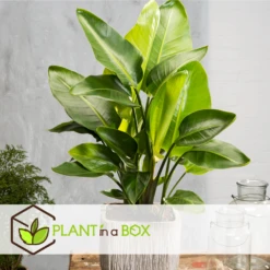 Strelitzia Nicolai Dans Panier- Pot ⌀17cm - H.55-70cm (hauteur Pot Incluse) 8 Strelitzia Nicolai Dans Panier- Pot ⌀17cm - H.55-70cm (hauteur Pot Incluse) -Karch Jardin Magasin 631a34c7297023.78519061