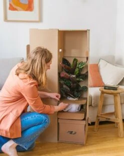 Plante D'intérieur - Zamioculcas Zamiifolia L 65cm 5 Plante D'intérieur - Zamioculcas Zamiifolia L 65cm -Karch Jardin Magasin 6377ddad5e3bc9.45712714