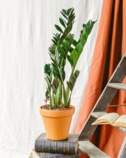 Plante D'intérieur - Zamioculcas Zamiifolia L 65cm