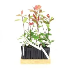 10 Photinia (photinia Fraseri 'red Robin') - Haie De Photinia Red Robin - 10 Jeunes Plants : Taille 20/40cm 8 10 Photinia (photinia Fraseri 'red Robin') - Haie De Photinia Red Robin - 10 Jeunes Plants : Taille 20/40cm -Karch Jardin Magasin 63bca725644c67.63472126