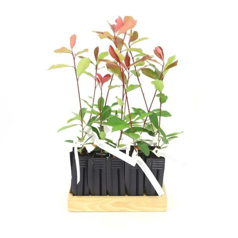 10 Photinia (photinia Fraseri 'red Robin') - Haie De Photinia Red Robin - 10 Jeunes Plants : Taille 20/40cm 4 10 Photinia (photinia Fraseri 'red Robin') - Haie De Photinia Red Robin - 10 Jeunes Plants : Taille 20/40cm – Image 4