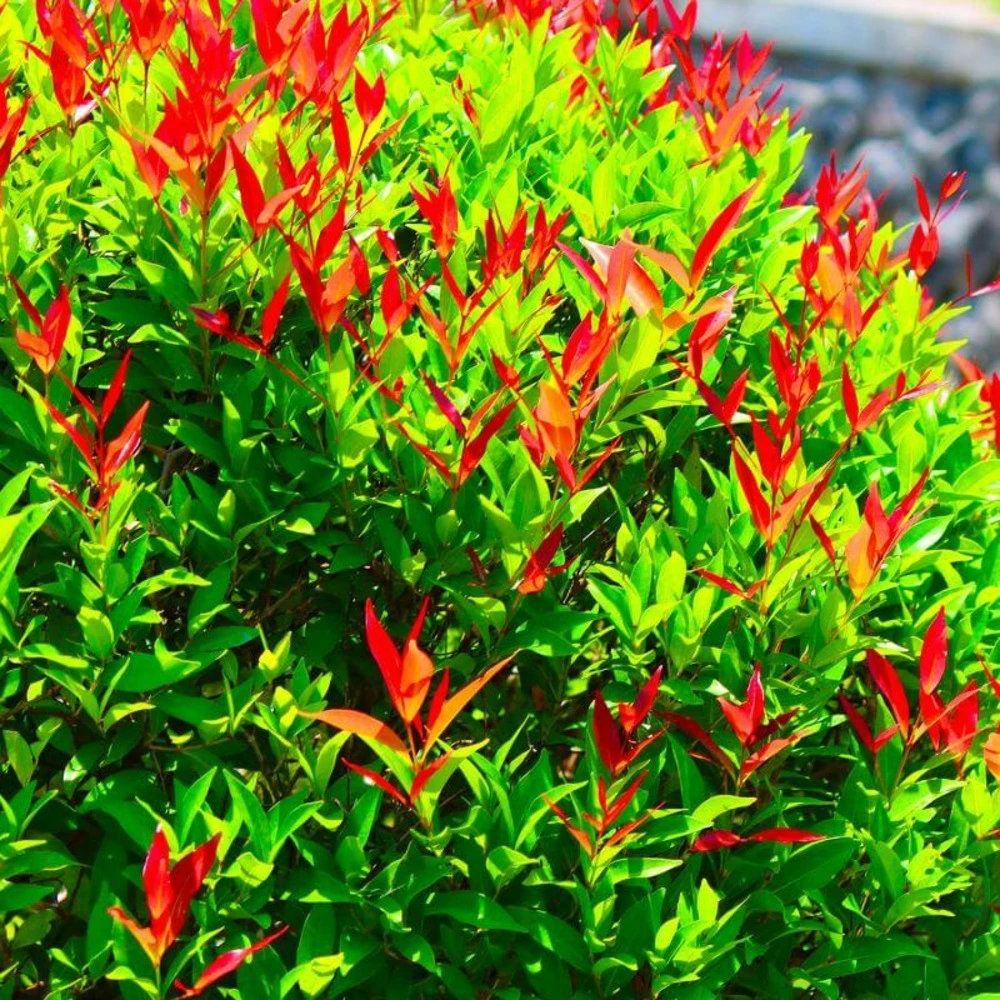 10 Photinia (photinia Fraseri 'red Robin') - Haie De Photinia Red Robin - 10 Jeunes Plants : Taille 20/40cm 2 10 Photinia (photinia Fraseri 'red Robin') - Haie De Photinia Red Robin - 10 Jeunes Plants : Taille 20/40cm – Image 2