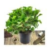 Hortensia Macrophylla Rouge/pot De 7,5l - 40/60 Cm