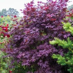 Érable Palmé Palmatum Bloodgood/pot De 4l - 60/120 Cm -Karch Jardin Magasin 63ed2de241e345.10780115
