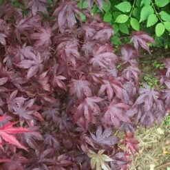 Érable Palmé Palmatum Bloodgood/pot De 4l - 60/120 Cm -Karch Jardin Magasin 63ed2de25e1110.83003604