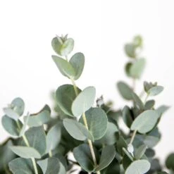 2x Eucalyptus Gunnii - Gommier - Arbuste - Persistant – ⌀17 Cm - ↕40-50 Cm 6 2x Eucalyptus Gunnii - Gommier - Arbuste - Persistant – ⌀17 Cm - ↕40-50 Cm -Karch Jardin Magasin 63f3b93fa1eaf6.27824930