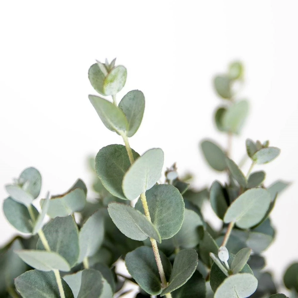 2x Eucalyptus Gunnii - Gommier - Arbuste - Persistant – ⌀17 Cm - ↕40-50 Cm 3 2x Eucalyptus Gunnii - Gommier - Arbuste - Persistant – ⌀17 Cm - ↕40-50 Cm – Image 3