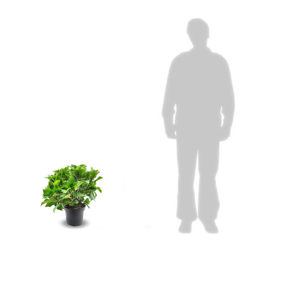 Hortensia Macrophylla Rouge/pot De 4l - 40/60 Cm 2 Hortensia Macrophylla Rouge/pot De 4l - 40/60 Cm – Image 2