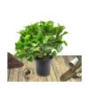 Hortensia Macrophylla Rouge/pot De 4l - 40/60 Cm
