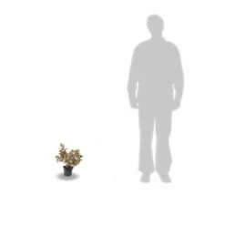 Hortensia Paniculata Kyushu/pot De 4l 5 Hortensia Paniculata Kyushu/pot De 4l -Karch Jardin Magasin 63f4bb00570ec7.14025646