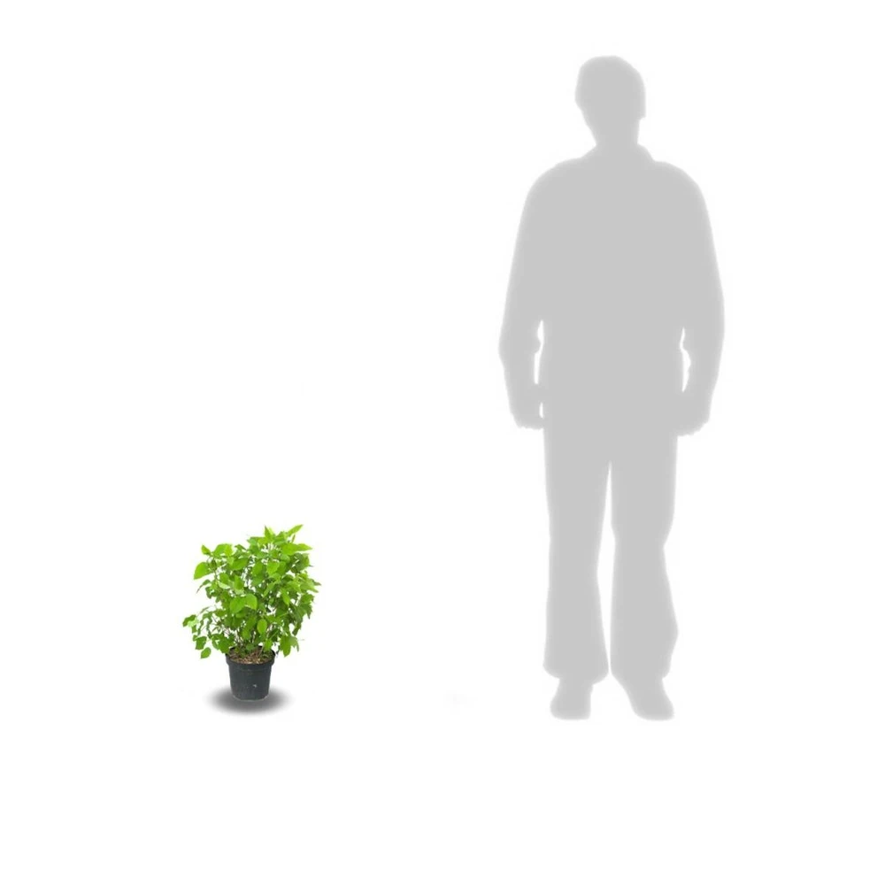 Hortensia De Virginie Arborescens Pink Annabelle®/pot De 4l - 40/60 Cm 2 Hortensia De Virginie Arborescens Pink Annabelle®/pot De 4l - 40/60 Cm – Image 2