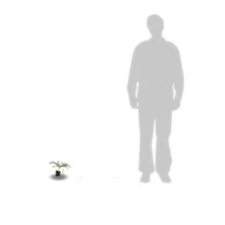 Ceanothe X Italian Skies/pot De 4l - 40/60 Cm -Karch Jardin Magasin 63fdf4475668c7.74020534