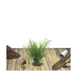 Ceanothe X Italian Skies/pot De 4l - 40/60 Cm -Karch Jardin Magasin 63fdf447595f82.87211190