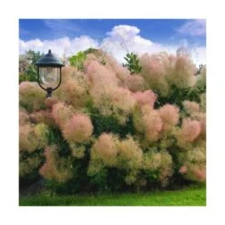 Arbre à Perruque Coggygria Young Lady/pot De 4l - 60/120 Cm -Karch Jardin Magasin 63fdf44cdb46d9.81468895