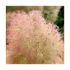 Arbre à Perruque Coggygria Young Lady/pot De 4l - 60/120 Cm -Karch Jardin Magasin 63fdf44cdfcca8.08856198