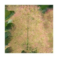 Arbre à Perruque Coggygria Young Lady/pot De 4l - 60/120 Cm -Karch Jardin Magasin 63fdf44ce79c90.42812212