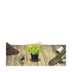 Abélie à Grandes Fleurs Kaleidoscope®/pot De 4l - 40/60 Cm -Karch Jardin Magasin 63fdf45371a337.71584706