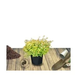 Abélie à Grandes Fleurs Kaleidoscope®/pot De 4l - 40/60 Cm -Karch Jardin Magasin 63fdf45374d855.11333165