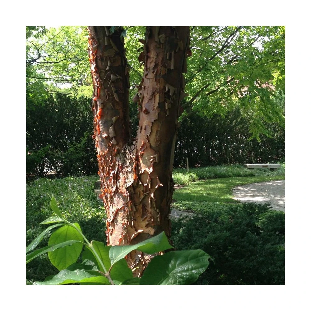 Érable à écorce De Papier/pot De 18 L - 125/150 1 Érable à écorce De Papier/pot De 18 L - 125/150