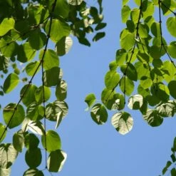 Arbre Au Caramel Japonicum/pot De 5l - 80/100 Cm -Karch Jardin Magasin 63fdf472835572.34793478