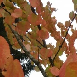 Arbre Au Caramel Japonicum/pot De 5l - 80/100 Cm -Karch Jardin Magasin 63fdf4728e9946.94455242