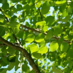 Arbre Au Caramel Japonicum/pot De 5l - 80/100 Cm -Karch Jardin Magasin 63fdf472927303.75361738