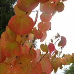 Arbre Au Caramel Japonicum/pot De 5l - 80/100 Cm -Karch Jardin Magasin 63fdf4729a6164.27611430