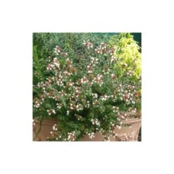 Abélie à Grandes Fleurs Sherwood/pot De 4l - 40/60 Cm -Karch Jardin Magasin 63fdf47942f355.03735194