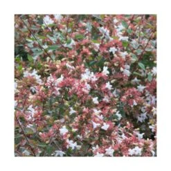 Abélie à Grandes Fleurs Sherwood/pot De 4l - 40/60 Cm -Karch Jardin Magasin 63fdf47949d7a6.85876877