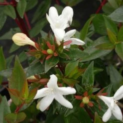 Abélie à Grandes Fleurs Sherwood/pot De 4l - 40/60 Cm -Karch Jardin Magasin 63fdf479539733.36516078