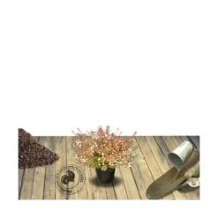 Abélie à Grandes Fleurs Sherwood/pot De 4l - 40/60 Cm -Karch Jardin Magasin 63fdf47959f271.84221600
