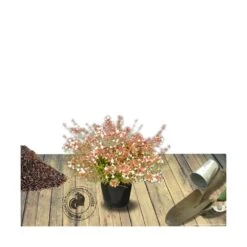 Abélie à Grandes Fleurs Sherwood/pot De 4l - 40/60 Cm -Karch Jardin Magasin 63fdf4795d6a39.50683103