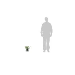 Ceanothe Thyrsiflorus Var. Repens/pot De 4l - 40/60 Cm 13 Ceanothe Thyrsiflorus Var. Repens/pot De 4l - 40/60 Cm -Karch Jardin Magasin 63fdf47b36ca40.50074896