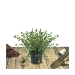 Ceanothe Thyrsiflorus Var. Repens/pot De 4l - 40/60 Cm 11 Ceanothe Thyrsiflorus Var. Repens/pot De 4l - 40/60 Cm -Karch Jardin Magasin 63fdf47b4e22a6.91186754