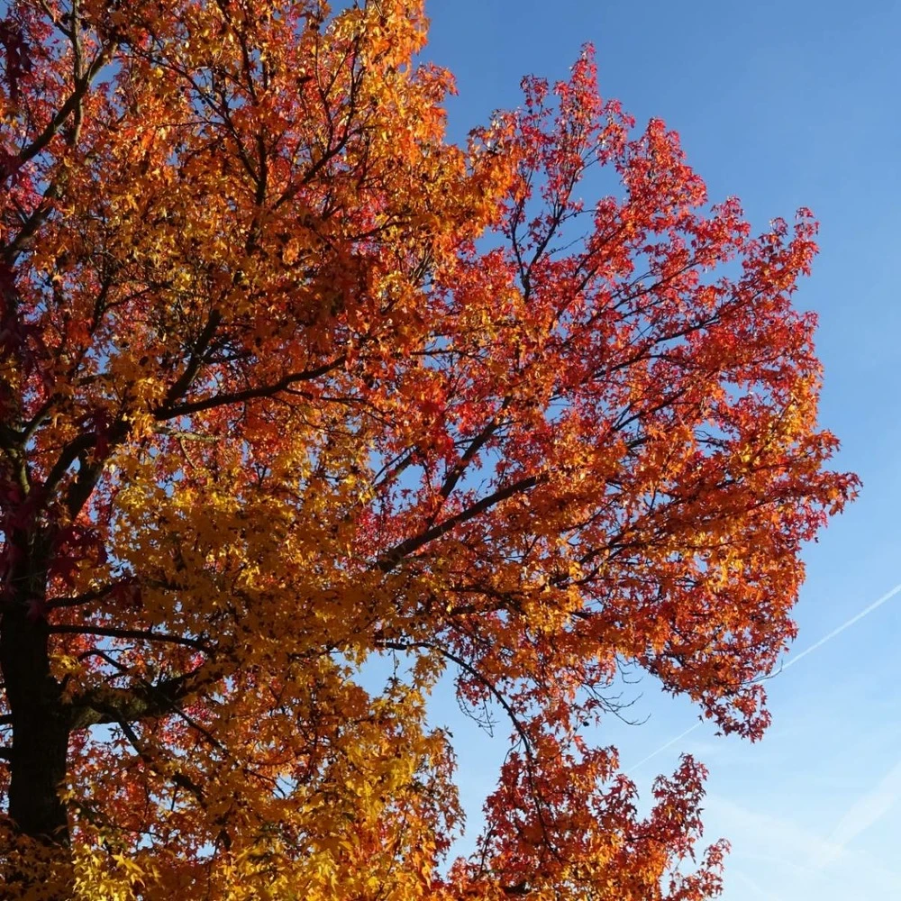 Copalme D'amérique Styraciflua Worplesdon/pot De 10l - 125/150 Cm 4 Copalme D'amérique Styraciflua Worplesdon/pot De 10l - 125/150 Cm – Image 4