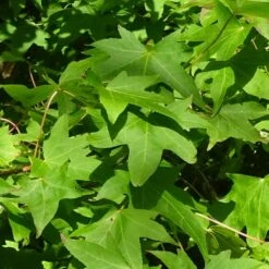 Copalme D'amérique Styraciflua Worplesdon/pot De 10l - 125/150 Cm 6 Copalme D'amérique Styraciflua Worplesdon/pot De 10l - 125/150 Cm -Karch Jardin Magasin 6400986459fd07.20346548