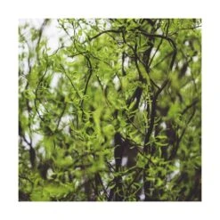 Saule De Pékin Tortueux Tortuosa/pot De 5l - 80/100 Cm