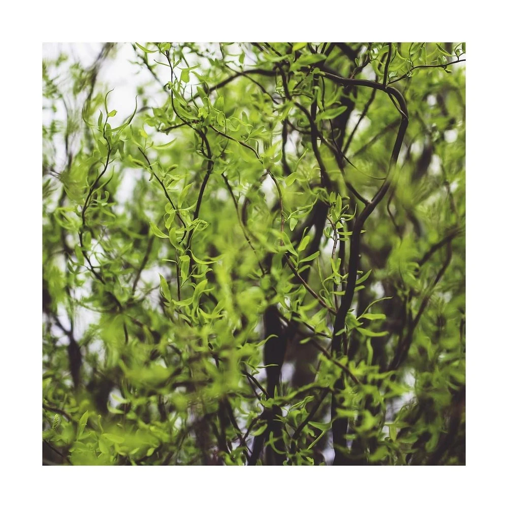 Saule De Pékin Tortueux Tortuosa/pot De 5l - 80/100 Cm 1 Saule De Pékin Tortueux Tortuosa/pot De 5l - 80/100 Cm