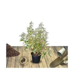 Elaeagnus X Ebbingei Viveleg®/pot De 7,5l - 80/100 Cm -Karch Jardin Magasin 640098670c86d5.86233137