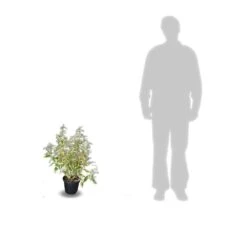 Elaeagnus X Ebbingei Viveleg®/pot De 7,5l - 80/100 Cm -Karch Jardin Magasin 64009867184123.05823370