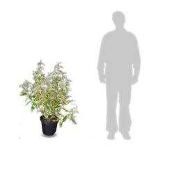 Elaeagnus X Ebbingei Viveleg®/pot De 7,5l - 80/100 Cm -Karch Jardin Magasin 640098671cc634.82681727