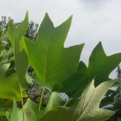 Tulipier De Virginie Tulipifera/pot De 12l - 150/175 Cm -Karch Jardin Magasin 64009876a885e8.26750071