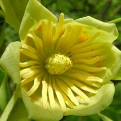 Tulipier De Virginie Tulipifera/pot De 12l - 150/175 Cm -Karch Jardin Magasin 64009876add0b3.87943697